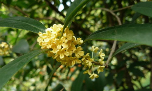 有關(guān)校園桂花的作文