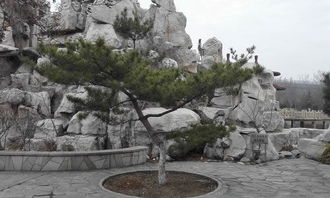 關于校園的松樹的作文350字