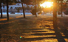 中心小學(xué)的校園一角的作文250字,校園一角的作文250字左右,校園一角的作文怎么寫250字三年級(jí)