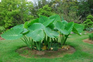 校園美麗的植物園作文400字