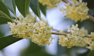 校園里的桂花樹作文三級(jí)作文