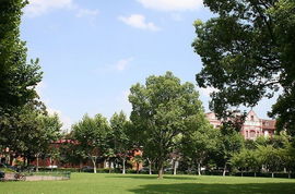 我校園里的樹(shù)作文400字