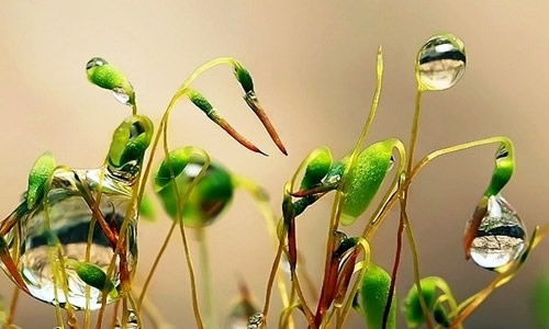 校園秋雨作文450字作文