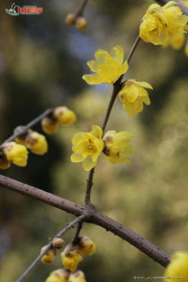校園的木棉樹(shù)的作文