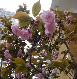 大學作文美麗的校園