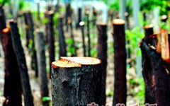 校園的冷杉樹作文300字