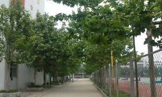 校園生活小學450字作文大全