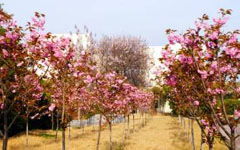 校園春景高考作文