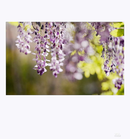 又見(jiàn)校園里的紫藤花作文