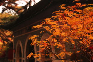 校園深秋600字作文