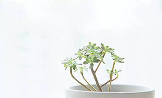 校園的什么作文只寫一種植物