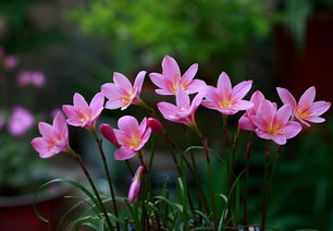 韭蘭移栽注意事項(xiàng),韭蘭養(yǎng)殖方法和注意事項(xiàng),韭蘭的種植方法和注意事項(xiàng)