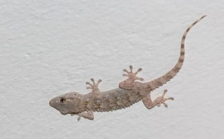 食用蛤蚧的注意事項