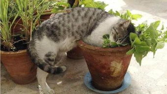 薄荷,注意事項(xiàng)