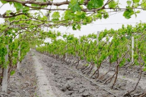 冬天葡萄樹(shù)上糞注意事項(xiàng)