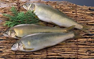 魚塘用代森銨的注意事項,代森銨打柑橘青苔注意事項,代森聯(lián)注意事項