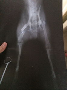 狗做骨折手術(shù)內(nèi)固定手術(shù)注意事項(xiàng)