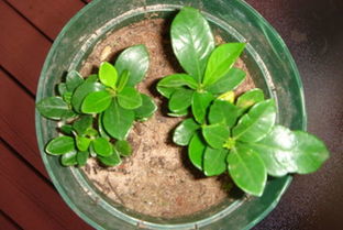 桅子花移栽后注意事項