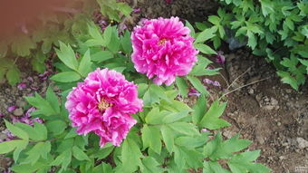 牡丹花種植方法和注意事項(xiàng)