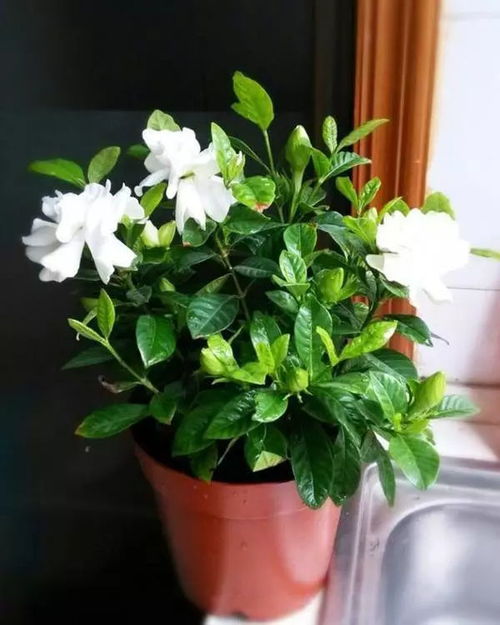 梔子花剪枝注意事項(xiàng)