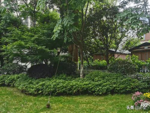 喬木種植注意事項(xiàng)ppt,喬木移植內(nèi)容和注意事項(xiàng),喬木冬季栽植注意事項(xiàng)