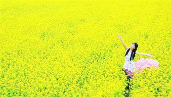 拍油菜花注意事項(xiàng)