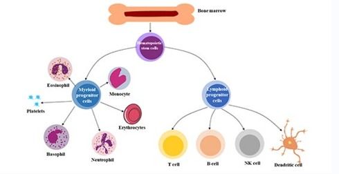 注意事項(xiàng),細(xì)胞,回輸后