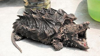 注意事項,鱷龜出眠