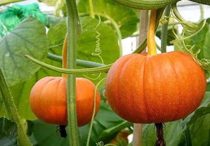 種南瓜注意事項(xiàng)