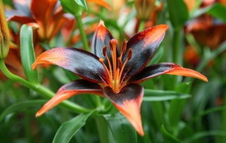 百合花,養(yǎng)殖,注意事項,方法