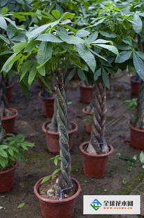 大盆發(fā)財(cái)樹的養(yǎng)殖方法和注意事項(xiàng)