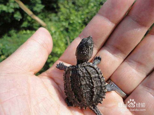 鱷龜冬眠注意事項,鱷龜養(yǎng)殖注意事項,鱷龜冬眠醒了注意事項