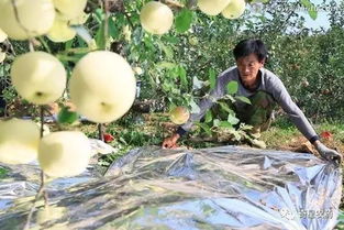 晚熟蘋(píng)果采收注意事項(xiàng)