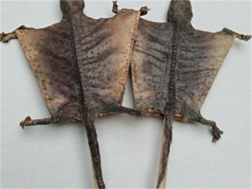 食用木耳的注意事項,蛤蚧磨粉的注意事項,蛤蚧的用法注意事項