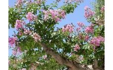 花灌木的養(yǎng)護(hù)和修剪注意事項(xiàng),花灌木如何修剪,花灌木修剪實(shí)驗(yàn)報(bào)告