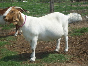 貓咪配種前后的注意事項(xiàng),德牧配種前后注意事項(xiàng),母羊產(chǎn)前產(chǎn)后的注意事項(xiàng)