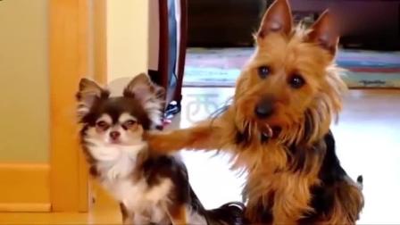 豬采精注意事項(xiàng),雞的采精操作注意事項(xiàng)有哪些?,新手買狗注意事項(xiàng)