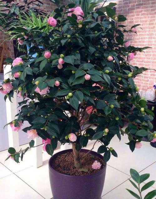 移植,花卉,注意事項(xiàng)