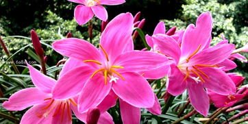 韭蘭分株注意事項(xiàng)