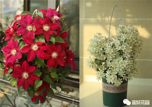 鐵線蓮地栽注意事項(xiàng),鐵線蓮移栽注意事項(xiàng),養(yǎng)鐵線蓮的注意事項(xiàng)