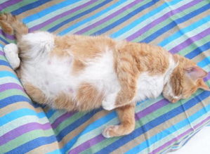 初次母貓懷孕注意事項(xiàng),母貓懷孕生產(chǎn)注意事項(xiàng),母貓懷孕前期注意事項(xiàng)