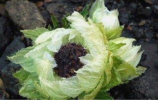 千雪蓮青的養(yǎng)殖方法和注意事項