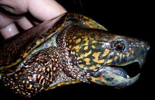 養(yǎng)鷹嘴龜注意事項