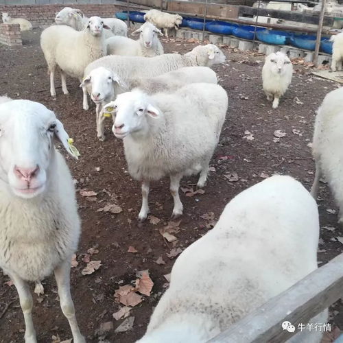 母羊產前產后的注意事項,母羊產羔注意事項,母羊產后注意事項