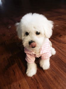 養(yǎng)小狗比熊注意事項