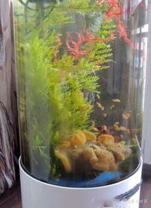 草缸養(yǎng)魚注意事項(xiàng),荷花缸養(yǎng)魚注意事項(xiàng),陶瓷缸養(yǎng)魚注意事項(xiàng)