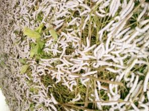 蠶寶寶脫皮注意事項,寄居蟹脫皮注意事項,壁虎脫皮注意事項