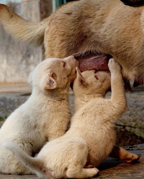 狗狗做了絕育注意事項