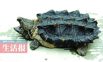 鱷龜出眠注意事項