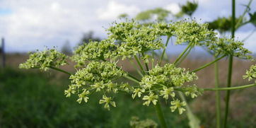 發(fā)汗解表藥注意事項(xiàng)